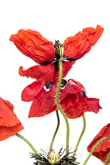 Poppy Angel