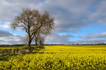 Fototapeta na wymiar Blooming rapeseed England
