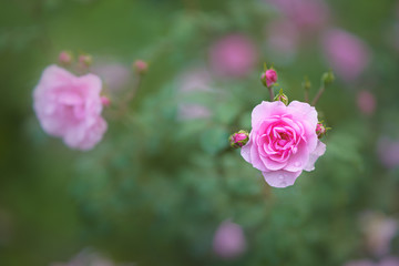Piękny różowy kwiat.