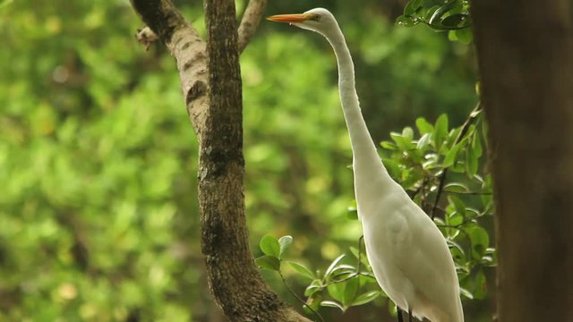 Closeup of Great egret bird hunting in a mangrove environment during the day. Telephoto lens shot (500mm). Florian&oacute;polis, Santa Catarina / Brazil