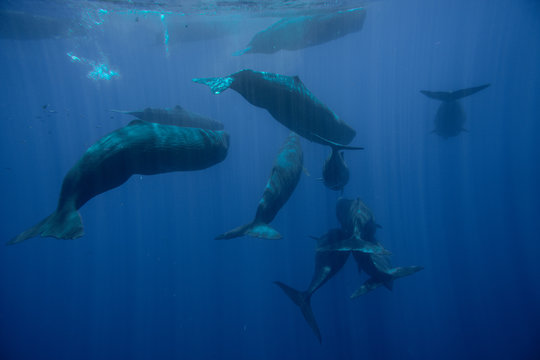 Underwater shot of a family of sperm whales. Mauritius