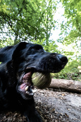 Dog playing with a tennis ball