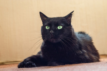 Portrait of a laying black cat with green eyes.
