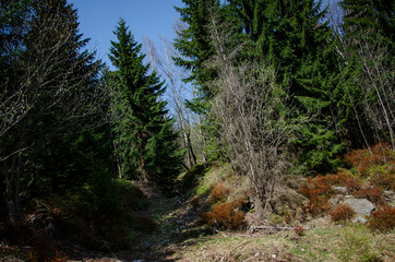 HIKING PATH IN THE FOREST IN THE MOUNTAINS IN THE SUMMER DURING THE DAYTIME