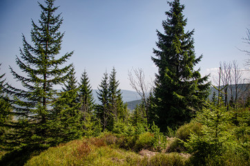 Fototapeta na wymiar CONIFEROUS TREES OVERLOOKING MOUNTAINS AND BLUE SKIES IN SUMMER