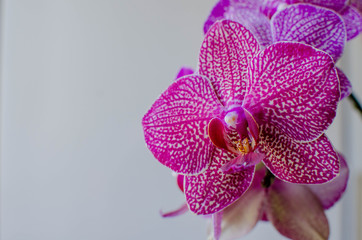 Pink purple orchid with flowers close-up on a light background with place for text.  Light phalaenopsis with large flowers on a beige background
