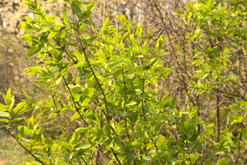 Green branches of bushes. Spring background with flowering shrubs and green grass.