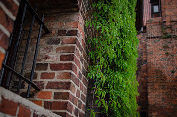 
ivy in the park on the wall