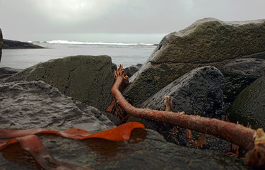 wodorosty wyrzucone przez ocean na brzeg © Rafal
