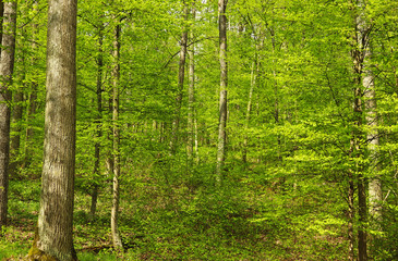 green springtime forest with fresh leaves