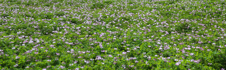 バナーサイズに切り抜いたレンゲ畑画像