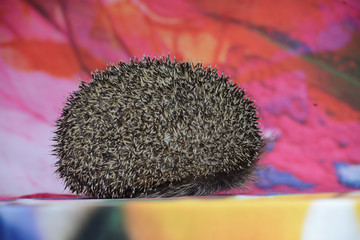 native hedgehog on background