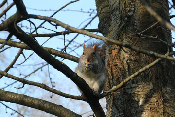 Una ardilla se alimenta subida a un árbol de un parque de Londres