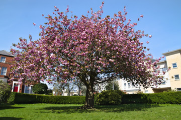 Naklejka premium Japanese cherry