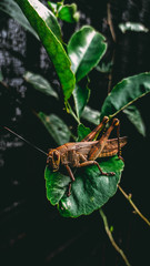 grasshoper
