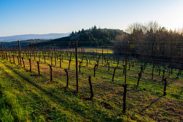 Fototapeta na wymiar Evening light casts long shadows over green grass in a view of a spring vineyard in Oregon, vines bare of leaves, late afternoon light, forested hills in the background. 