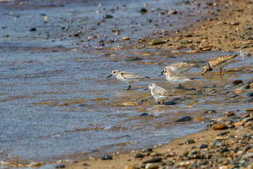 Shorebirds foraging at the beach 