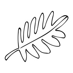 Cartoon linear doodle palm leaf isolated on white background. Vector illustration.  
