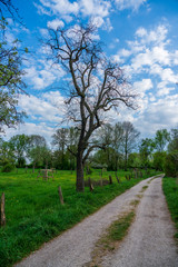 a dirt road in spring