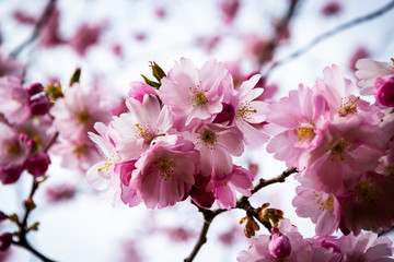 One brief season moment in spring time is the blooming of sakura tree.
