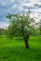 Fototapeta na wymiar Old fruit trees in spring