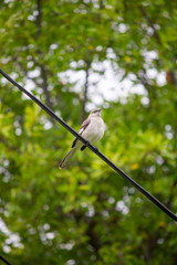 bird on a wire 3