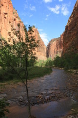 From the trails of Zion National Park