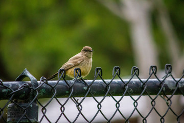 sparrow on a fence