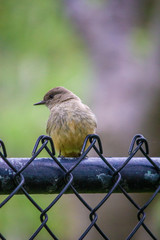 sparrow on a fence 2