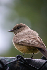 bird on the fence