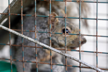écureuil gris en cage