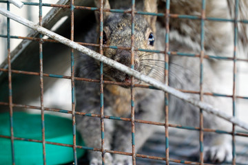écureuil gris en cage