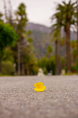 Fototapeta na wymiar single flower on the road