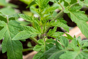 small tomato seedling growing in a greenhouse, close-up