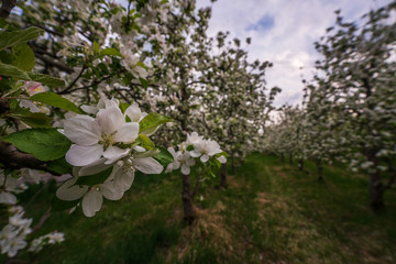 Probably the oldest apple orchard in Appiano in Trentino Alto Adige with flowering trees.