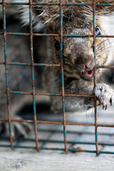 écureuil gris en cage