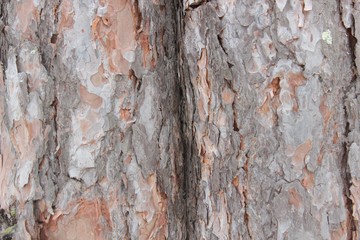 Fototapeta premium tekstura kory drzewa