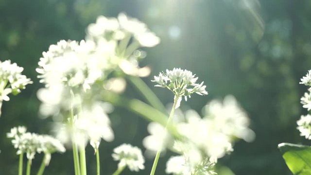 Blooming white flowers of ramson - wild garlic (Allium ursinum) Illuminated by soft daylight.