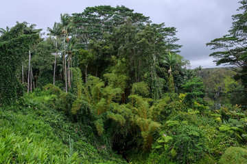 Fototapeta na wymiar trees in the forest, hawaii