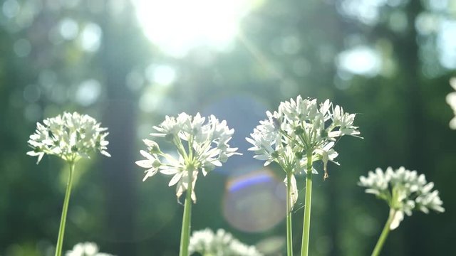 Blooming white flowers of ramson - wild garlic (Allium ursinum) Illuminated by soft daylight.