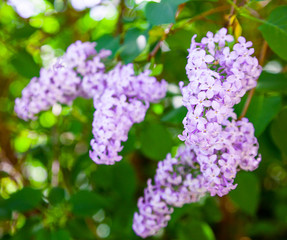 Lilac flowers