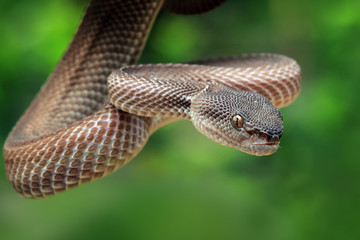 Naklejka na ściany i meble Manggrove Pit Viper snake closeup face, animal closeup