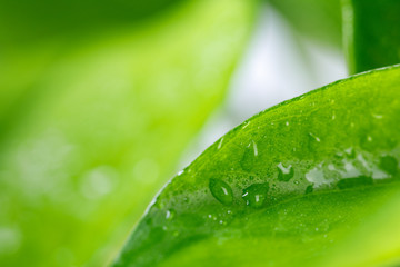 Fototapeta premium Green leaves with water drops