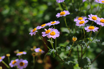 Margherita di primavera