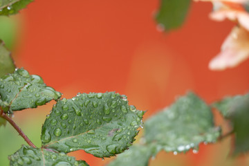 Leaves with dew after a morning rain storm in the garden