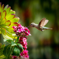 Hummingbird flying in wildflowers in a garden