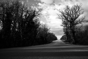 Dramatic empty road scene with trees