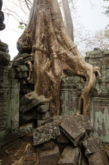 Silk-cotton tree roots growing over the collapsing Ta Phrom ancient Hindu temple, set of the Tomb...