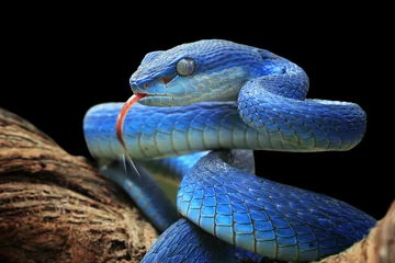 Fotobehang Macrofotografie Blauwe adder slang close-up gezicht