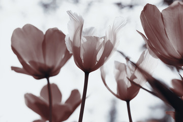 Spring tulips in the park, sepia